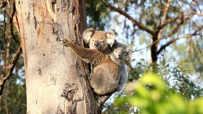 Australian Ethical fund threatens to divest from Lendlease over Figtree Hill plans in koala country