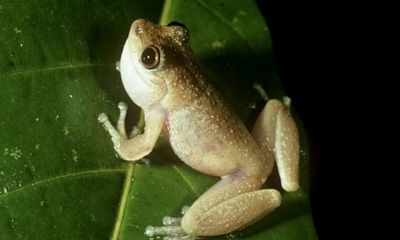 Australia’s mountain mist frog declared extinct as red list reveals scale of biodiversity crisis