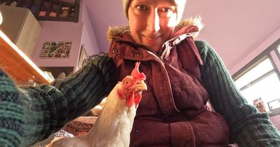 Miracle chicken 'Mrs Senga Culfeathers' survives lorry crash that killed dozens of birds