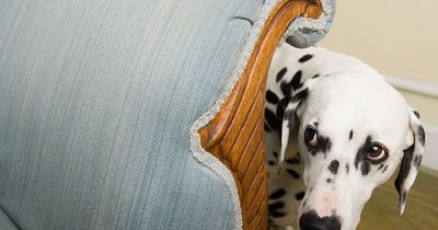 Expert names 'worst dog breeds for children'