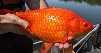 Goldfish the size of FOOTBALLS are taking over lakes and rivers in the US