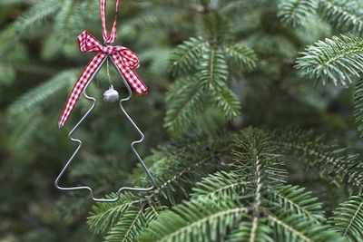 What Christmas tree is best for the environment? Here’s what forestry experts say you should buy