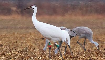 Whooping crane, sandhill cranes, coyote question, snowy owls, Starved Rock SP
