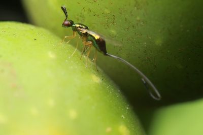 Are figs full of dead wasps? An entomologist reveals the answer