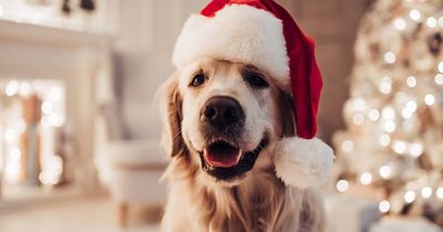 Don't forget your furry friends this Christmas