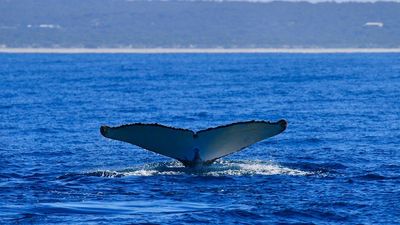 Marine researchers notice strange whale behaviour off Victoria's coastline