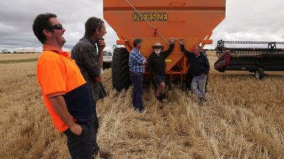 Rain delays during WA's potential record grain harvest may mean no Christmas break for growers