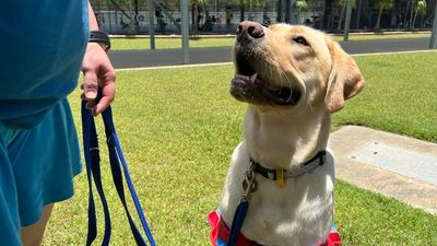 Southern Queensland Correctional Centre puppy program saving lives on both sides of the fence