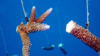 Great Barrier Reef 'coral nurseries' show early signs of success
