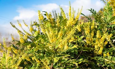 Magic mahonia deserves a second look