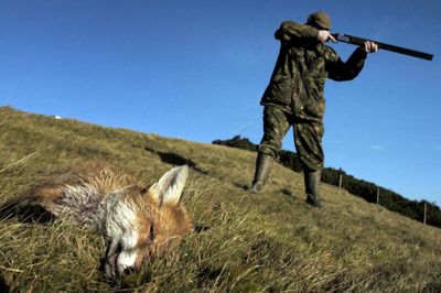 Fury as licences issued for foot pack to hunt foxes despite 'illegal use' concerns