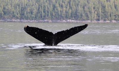 Moon the humpback whale completes 5,000km journey – with a broken back