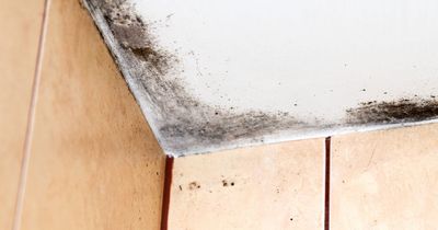 The reasons your house is growing mould and how you can stop it coming back