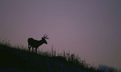 Hunter butchers deer in front of school, offers decent excuse