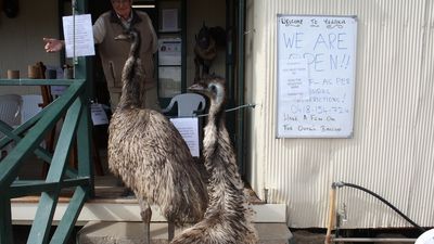 Outback pub emus rediscovered after being banned from Yaraka Hotel