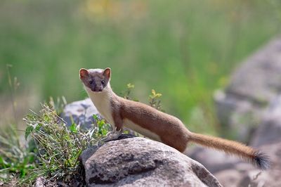 OPINION: Move over pandas — let small carnivores be the poster children of biodiversity loss