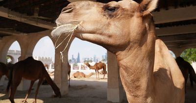 Doctors warned over deadly 'camel flu' symptoms as World Cup fans return to England