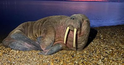 'Thor' the walrus is found snoozing on a UK beach after last being spotted in Netherlands