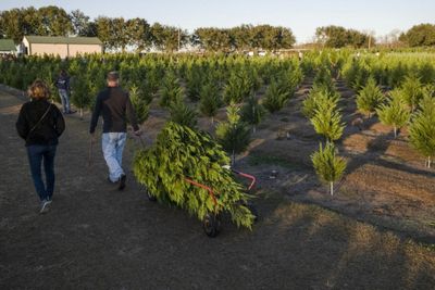 Ignore the Scare Stories: Supplies of Christmas Trees Meet Demand