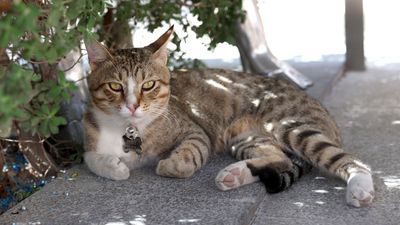 England’s Players Left The World Cup With Something Much Better Than A Trophy: Dave The Cat