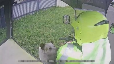Australia Post workers suffer 'horrific injuries' amid 55 per cent jump in dog attacks on delivery workers