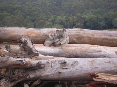 NSW native forest logging up 175 per cent