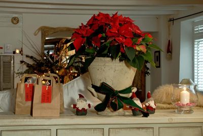 How to keep your poinsettia alive past Christmas