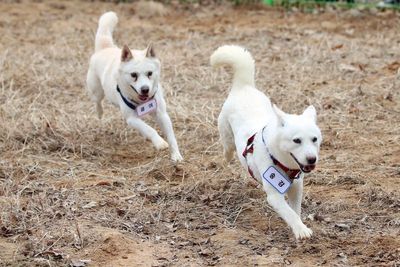 Dogs gifted by North's Kim resettle in South Korean zoo
