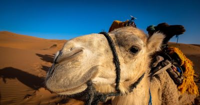 Official warning over 'camel flu' risk as football fans return to UK from Qatar