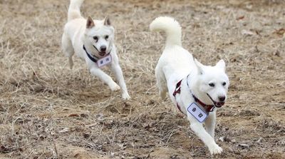 Dogs Gifted by North’s Kim Resettle in South Korean Zoo