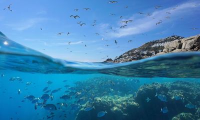 Can Cop15 protect ocean biodiversity from the big fish of the ‘blue economy’?