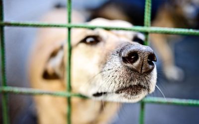 Australia Post’s warning as pooches attack posties