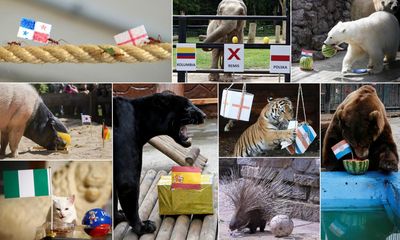 Paul the octopus, Taiyo the otter and the World Cup’s other psychic animals