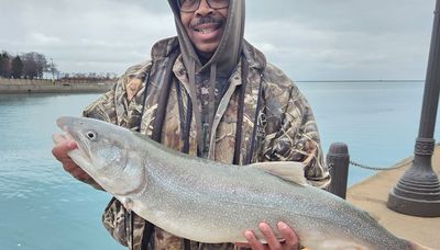 A big lake trout, caught on a small shiner, landed by a perch angler ... with much help