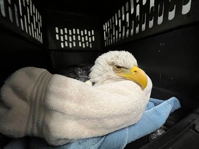 Three bald eagles die and more sick after eating euthanized animals