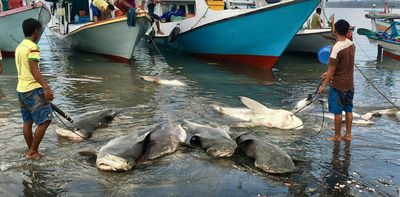 Shark fishing is a global problem that demands local solutions