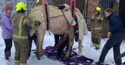 Terrified pony covered in snow lifted to safety after getting stuck in CATTLE GRID