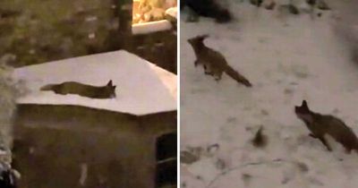 People in tears at sweet video of foxes in snow as they compare it to John Lewis advert