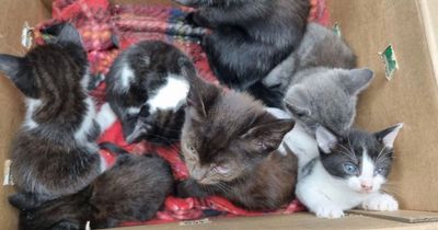 Litter of kittens dumped in box by river recovering from 'horrendous' injuries