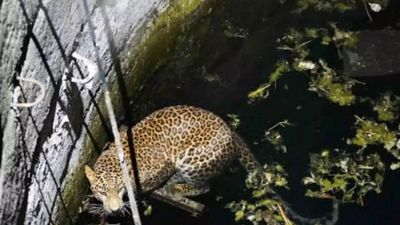 Two leopards rescued in less than 24 hours in Maharashtra