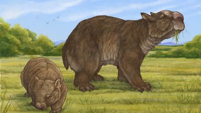 Researchers discover 'true giant wombat' megafauna species fossil in central Queensland
