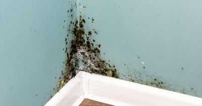 Mould in your home - why it happens, how to beat it and ways to stop it coming back