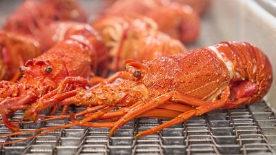 Western Australia's lobsters migrate just in time for Christmas as cookers work around the clock