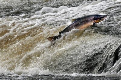 Salmon Scotland announce £145k fund to help save wild salmon
