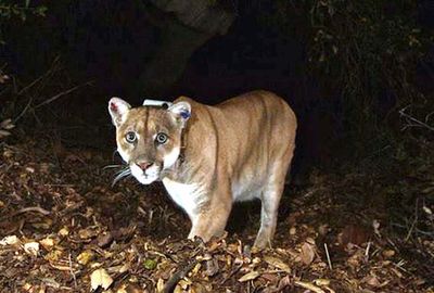 Los Angeles’ most famous mountain lion captured by wildlife officials