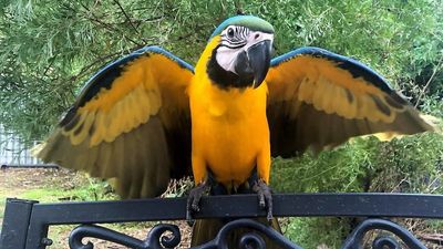 Maldon macaw Bruce Lee rescued by firefighters after flying up tree and getting stuck