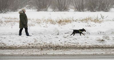 Vet issues serious warning over antifreeze - and signs your pet has been poisoned