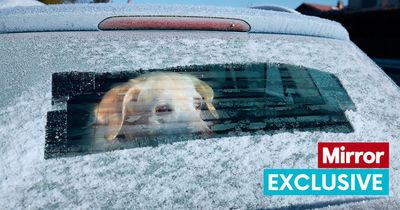Pet owners given worrying warning over leaving dogs unattended in freezing cold cars