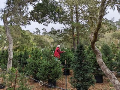 Potted Christmas trees are a rentable alternative to their fake and fresh-cut cousins