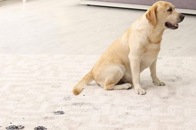 Best carpet shampoos to remove stubborn stains and spills